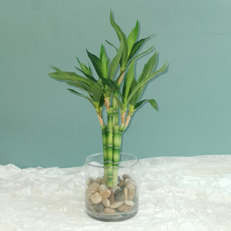 Tanaman Bambu Keberuntungan Bu - Desk Setup Plants ulasan dan harga