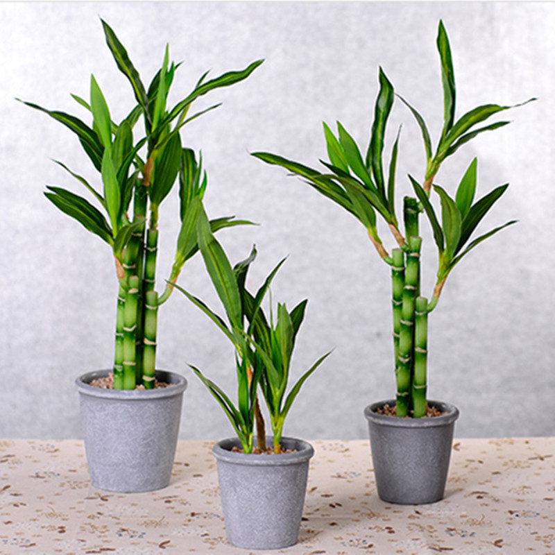 Tanaman Bambu Keberuntungan Bu - Desk Setup Plants ulasan dan harga