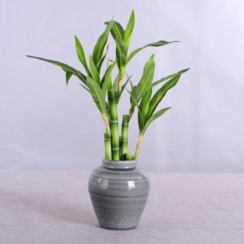 Tanaman Bambu Keberuntungan Bu - Desk Setup Plants ulasan dan harga