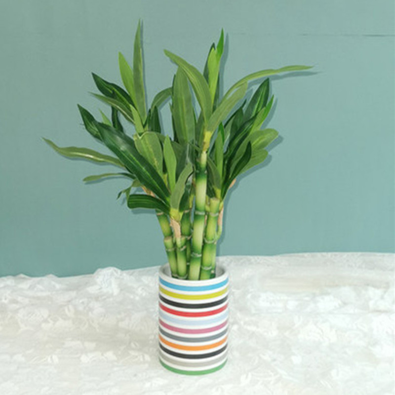 Tanaman Bambu Keberuntungan Bu - Desk Setup Plants ulasan dan harga