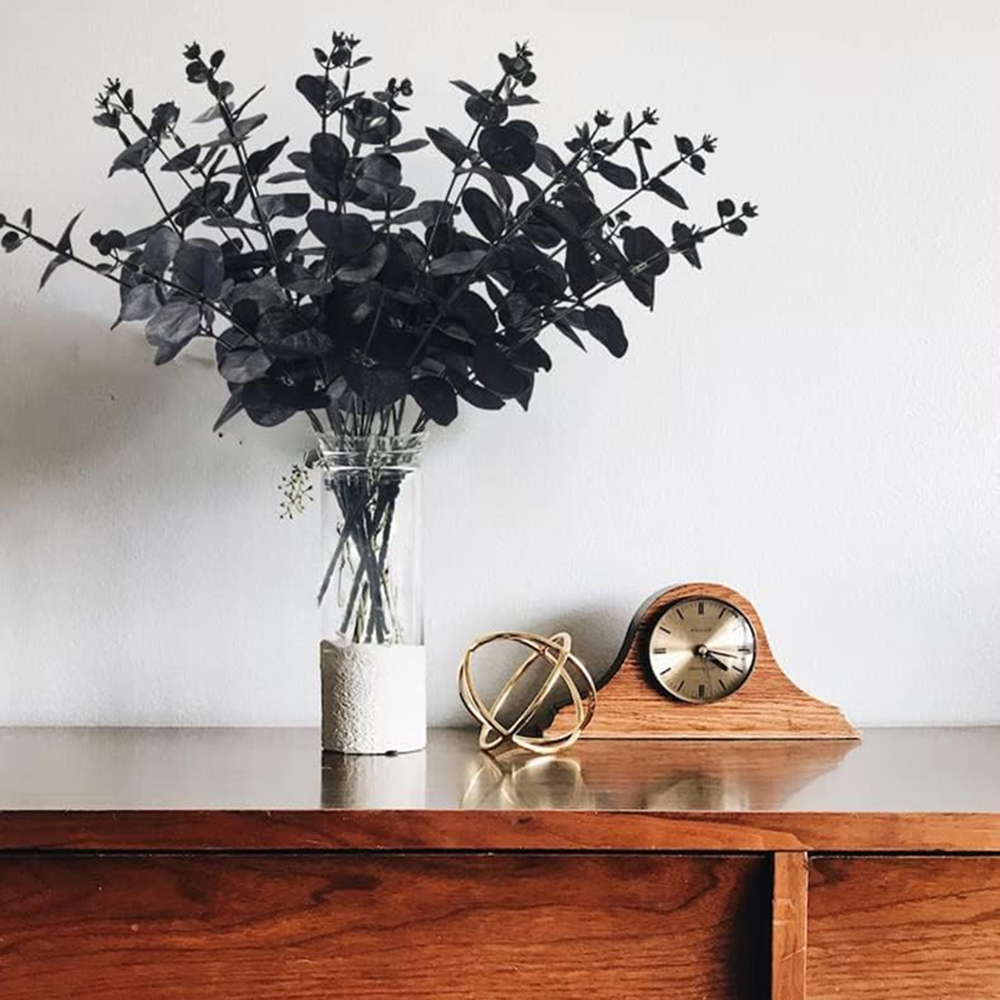 4 Ranting Daun Uang, Tanaman B - Desk Setup Plants ulasan dan harga